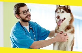 Canine Care: Essential Tips To Ensure The Health And Safety of Your Pets