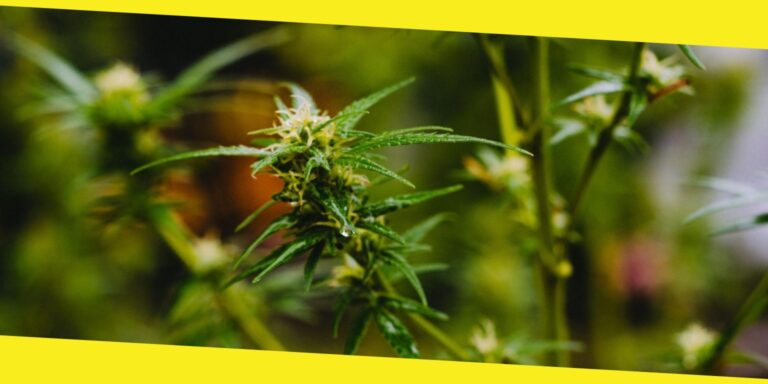 What Should You Know About Cannabis Seeds Before Growing?