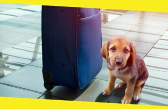 What to Consider When Traveling With a Pet