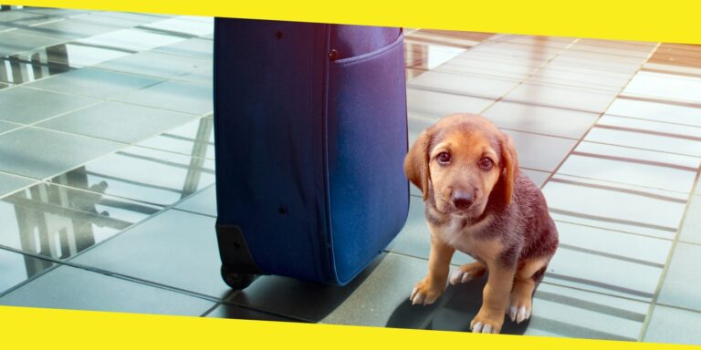 What to Consider When Traveling With a Pet