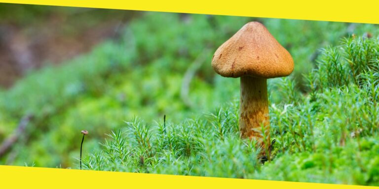 All About Blue Goba Mushrooms