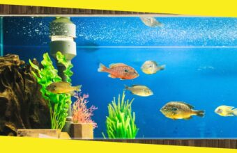 5 Benefits of Regular Aquarium Maintenance for Your Fish