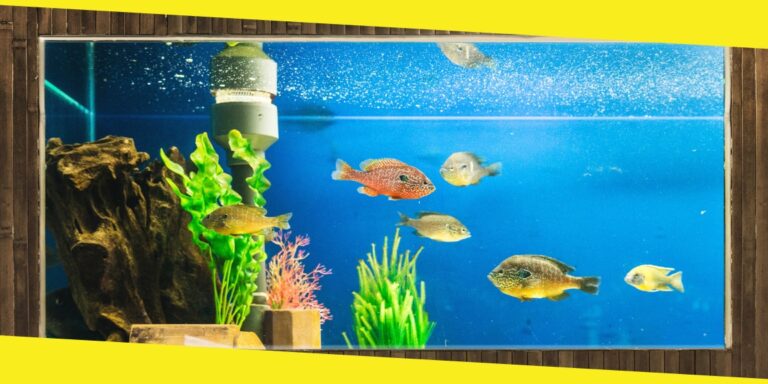 5 Benefits of Regular Aquarium Maintenance for Your Fish