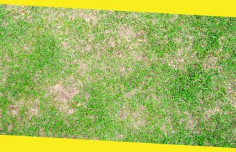 How to Repair Brown Patches in Your Lawn: A Step-by-Step Guide from Experts