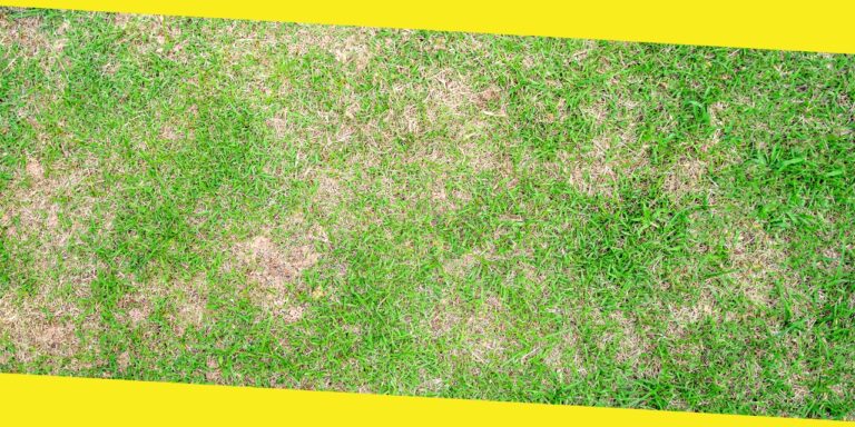 How to Repair Brown Patches in Your Lawn: A Step-by-Step Guide from Experts