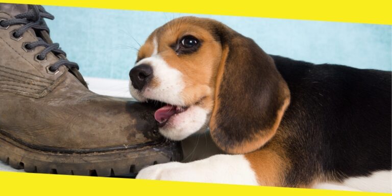Which Dog Breeds Are Most Likely To Bite?
