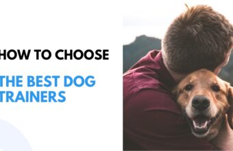 How to Choose The Best Dog Trainers in Huntsville, Alabama