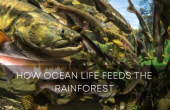 Ian McAllister on How Ocean Life Feeds the Rainforest