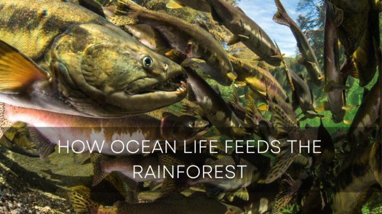 Ian McAllister on How Ocean Life Feeds the Rainforest