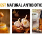 10 Best Natural Antibiotics With Amazing Healing Properties