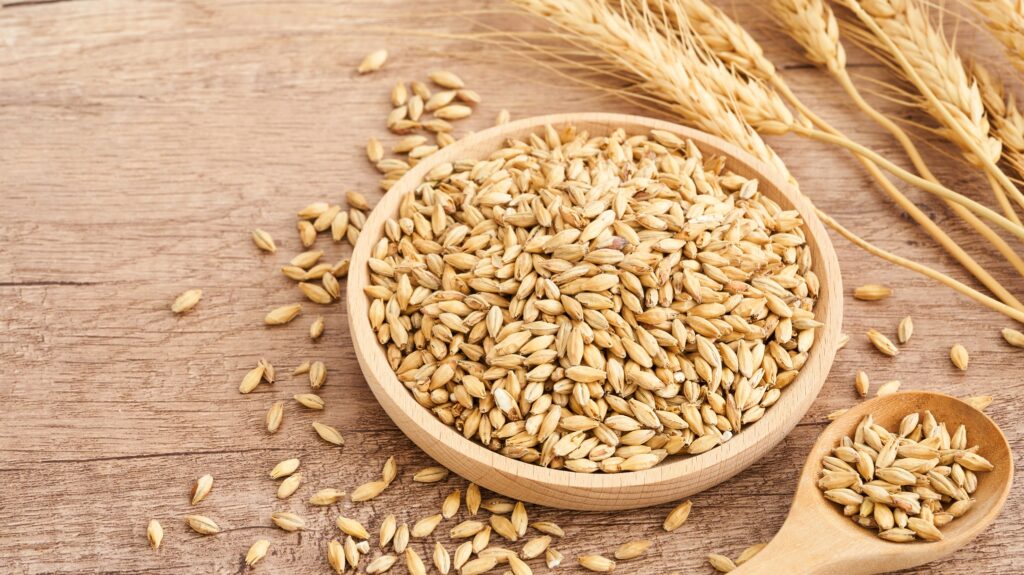 Raw barley in the plate.
