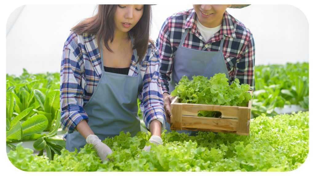 A young farmer couple working in hydroponic greenhouse farm.