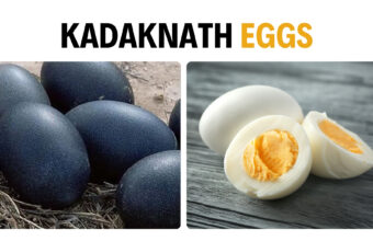 Kadaknath Eggs Are First Priority of Diet-watchers; Here’s Why