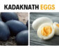 Kadaknath Eggs Are First Priority of Diet-watchers; Here’s Why