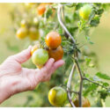 Your Guide to Modern Gardening Practices for Your Home Your Guide to Modern Gardening Practices for Your Home
