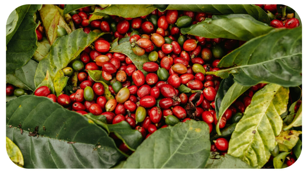 a pile of coffee beans surrounded by leaves.