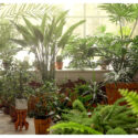 Home Decor: Why Plants Are the Ultimate Home Accessory Home Decor: Why Plants Are the Ultimate Home Accessory