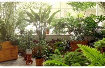 Home Decor: Why Plants Are the Ultimate Home Accessory