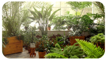 Home Decor: Why Plants Are the Ultimate Home Accessory Home Decor: Why Plants Are the Ultimate Home Accessory