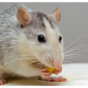 Choosing the Right Mouse Model for Preclinical Testing Choosing the Right Mouse Model for Preclinical Testing