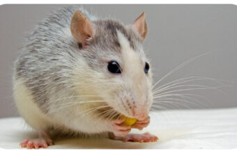 Choosing the Right Mouse Model for Preclinical Testing