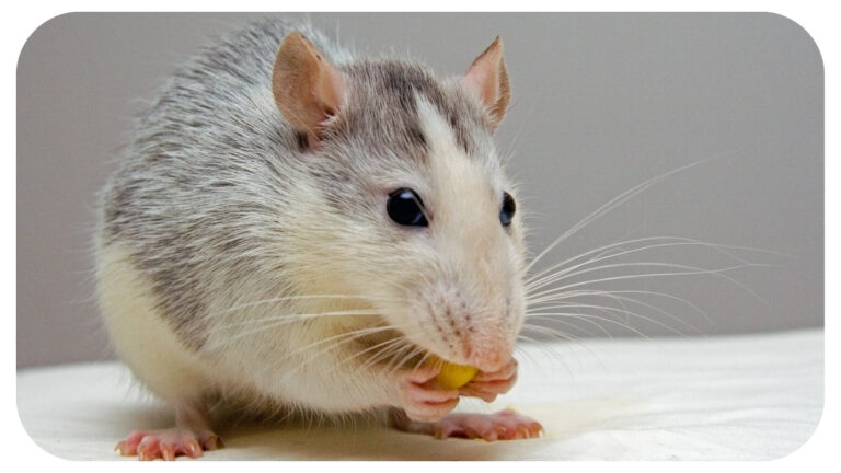 Choosing the Right Mouse Model for Preclinical Testing
