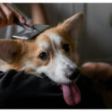 The Basics of Dog Hygiene: What Every Owner Should Know