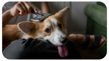 The Basics of Dog Hygiene: What Every Owner Should Know