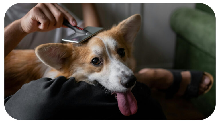 The Basics of Dog Hygiene: What Every Owner Should Know