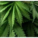 How Different Cannabinoids Interact: The Science Behind Multi-Compound Products