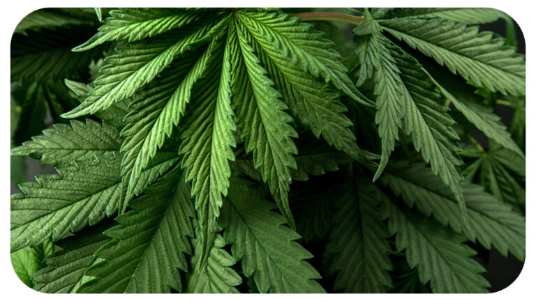 How Different Cannabinoids Interact: The Science Behind Multi-Compound Products