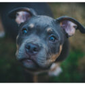 Nathaniel DiRenzo on Navigating Complex Canine Behaviors: When to Seek Professional Help Nathaniel DiRenzo on Navigating Complex Canine Behaviors: When to Seek Professional Help