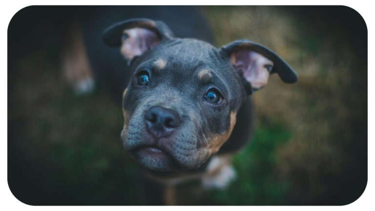 Nathaniel DiRenzo on Navigating Complex Canine Behaviors: When to Seek Professional Help
