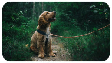 Positive Reinforcement: The Key to Better Dog Behavior Positive Reinforcement: The Key to Better Dog Behavior