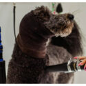 How De-Matting and Expert Brushing Can Transform Your Dog’s Coat