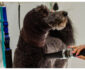 How De-Matting and Expert Brushing Can Transform Your Dog’s Coat