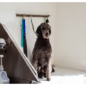 How You Can Turn Your Love For Dogs Into A Career How You Can Turn Your Love For Dogs Into A Career