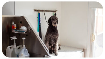 How You Can Turn Your Love For Dogs Into A Career How You Can Turn Your Love For Dogs Into A Career