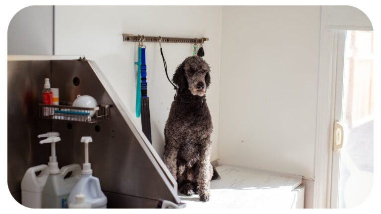 How You Can Turn Your Love For Dogs Into A Career