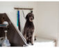 How You Can Turn Your Love For Dogs Into A Career